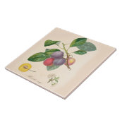 かわいらしい紫色のプラム、セラミックタイル、フランスのなアクセント タイル (側面)