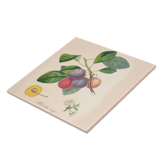 かわいらしい紫色のプラム、セラミックタイル、フランスのなアクセント タイル (側面)