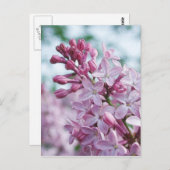 かわいらしい紫色のライラック ポストカード (正面/裏面)