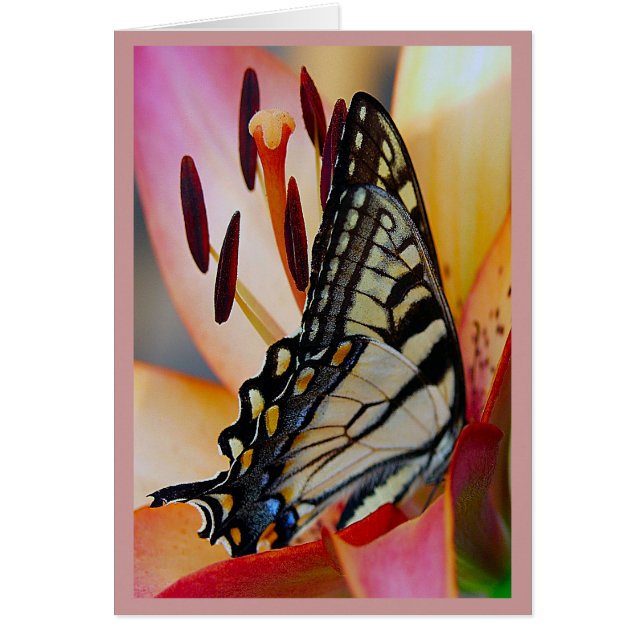 かわいらしい花びら (正面)