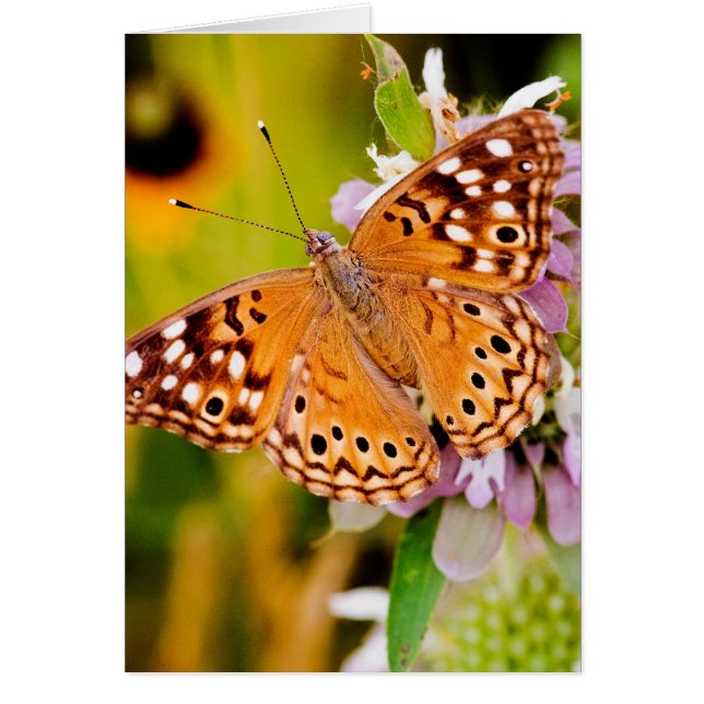 かわいらしい蝶 (正面)