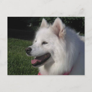 かわいらしく甘く白いSamoyed犬 ポストカード