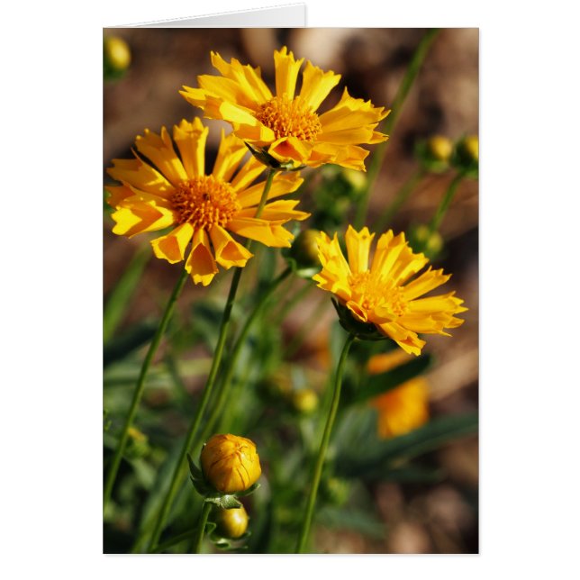 かわいらしく黄色い花 (正面)