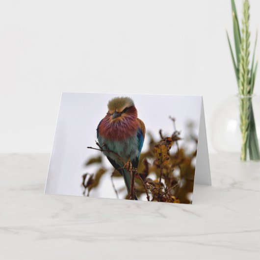 かわいらしと誇りを持った カード (正面)