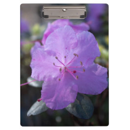 かわいらしエレガント春紫のツツジの花。 クリップボード