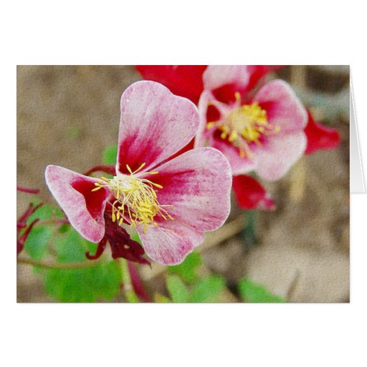 かわいらしオダマキ（植物）花すべての行事 (正面横)