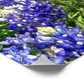 かわいらしテキサス州ブルーボンネットフラワーズヒルカントリーアート ポスター (角)