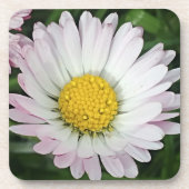 かわいらしデイジー コースター (正面)
