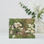 かわいらしデイジー ポストカード (スタンド正面)