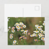 かわいらしデイジー ポストカード (正面/裏面)