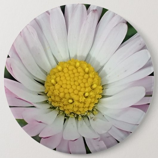 かわいらしデイジー 缶バッジ (正面)