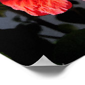 かわいらしハイビスカス ポスター (角)