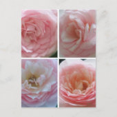 かわいらしバラ ポストカード (正面)