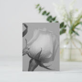 かわいらしバラ ポストカード (スタンド正面)