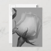 かわいらしバラ ポストカード (正面/裏面)