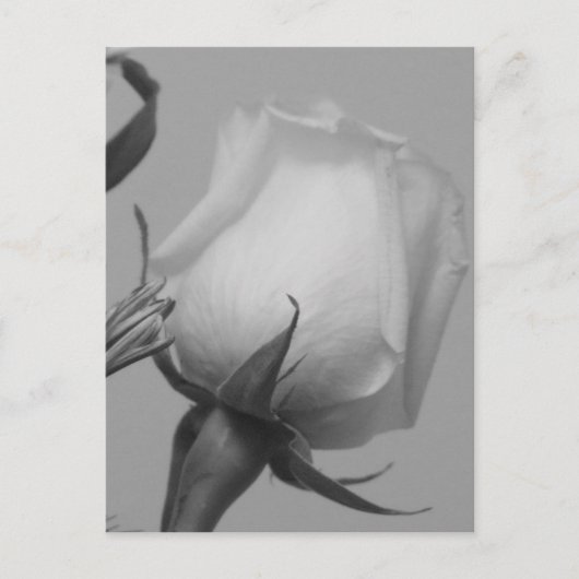 かわいらしバラ ポストカード (正面)