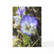 「かわいらしパンジー」