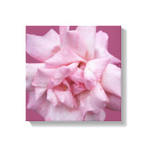 かわいらしピンクのバラのシンプル美しモダンい素晴らし芸術