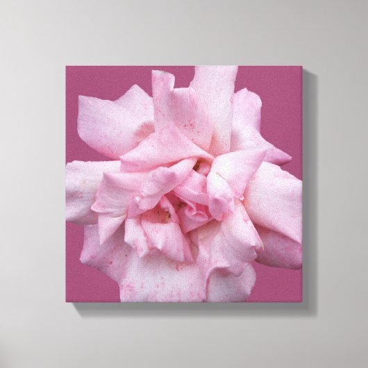 かわいらしピンクのバラのシンプル美しモダンい素晴らし芸術 キャンバスプリント (正面)
