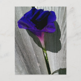 かわいらしフローラはがき ポストカード