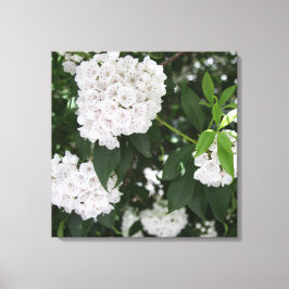 かわいらしマウンテンローレルホワイトフラワーズ キャンバスプリント