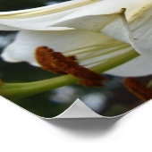 かわいらしユリ ポスター (角)