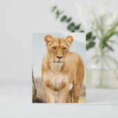 かわいらし大きな猫 ポストカード (スタンド正面)