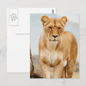 かわいらし大きな猫 ポストカード (正面/裏面)