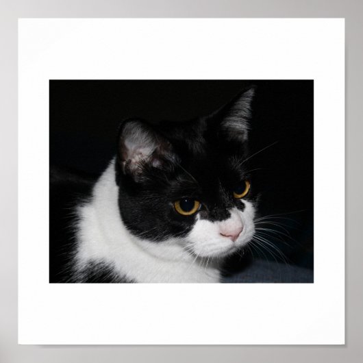 かわいらし子猫ポスター ポスター (正面)