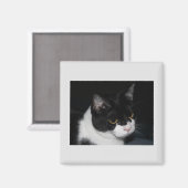 かわいらし子猫磁石 マグネット (正面/裏面)