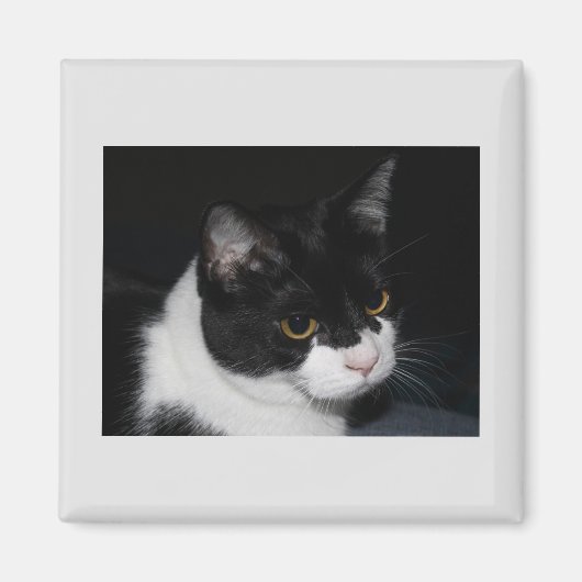 かわいらし子猫磁石 マグネット (正面)