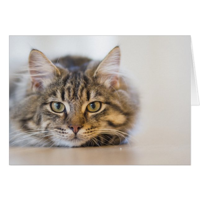 かわいらし子猫 (正面横)