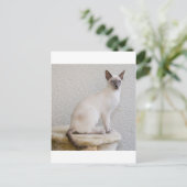 かわいらし子猫 ポストカード (スタンド正面)