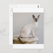 かわいらし子猫 ポストカード (正面/裏面)