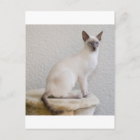 かわいらし子猫 ポストカード (正面)