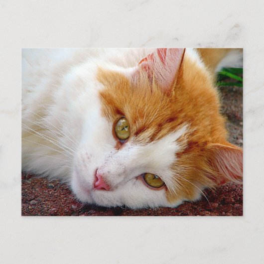 かわいらし子猫 ポストカード (正面)