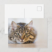 かわいらし子猫 ポストカード (正面/裏面)