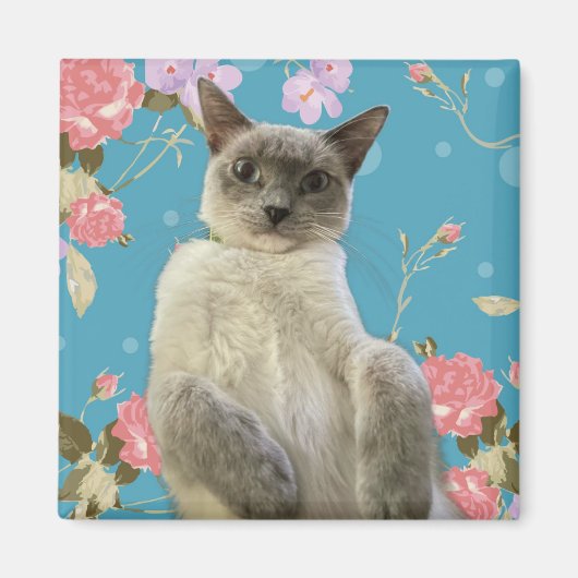 かわいらし子猫 マグネット (正面)