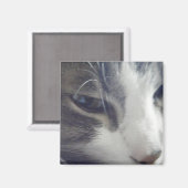 かわいらし子猫 マグネット (正面/裏面)