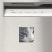 かわいらし子猫 マグネット (インサイチュ (食洗機))