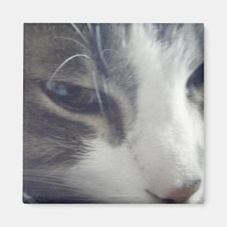 かわいらし子猫 マグネット