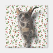 かわいらし子猫 マグネット (正面)