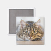 かわいらし子猫 マグネット (正面/裏面)
