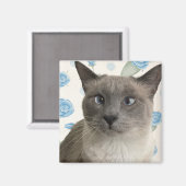 かわいらし子猫 マグネット (正面/裏面)