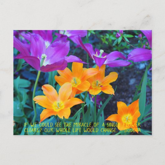 かわいらし春チューリップオレンジパープルポストカード ポストカード (正面)