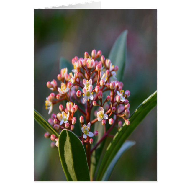 かわいらし春 (正面)