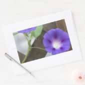 かわいらし朝顔 長方形シール (封筒)