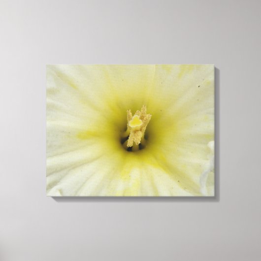 かわいらし淡い色のDaffodil Canvas Print キャンバスプリント (正面)