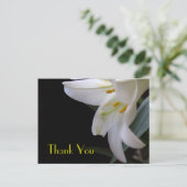 かわいらし白い結婚ユリ感謝していの花 ポストカード (スタンド正面)