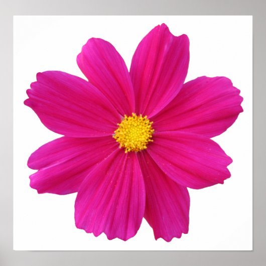 かわいらし花 ポスター (正面)
